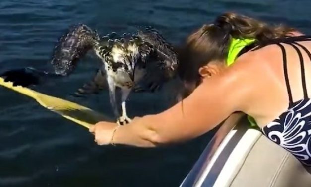 SPASILI SU ORLA OD DAVLJENJA! Žena je videla pticu kako pluta u jezeru i zajedno sa mužem odmah krenula u akciju! (VIDEO)