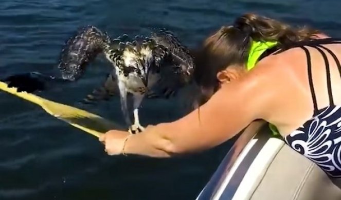 SPASILI SU ORLA OD DAVLJENJA! Žena je videla pticu kako pluta u jezeru i zajedno sa mužem odmah krenula u akciju! (VIDEO)