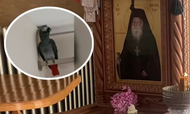 SVETOGORSKOM STARCU POKLONILI PAPAGAJA,  A ONDA SE DOGODILO NEŠTO NEVEROVATNO! Posle 30 godina snimak sa Svete gore obilazi svet! (VIDEO)