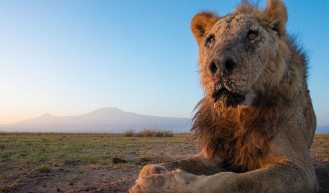 U KENIJI UBIJEN NAJSTARIJI LAV NA SVETU! Iz udruženja „čuvari lavova“ saopštavaju: Moramo više da učinimo, suočeni su sa izumiranjem
