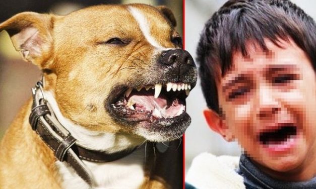 DEVETOGODIŠNJEG DEČAKA IZUJEDAO PAS, OTKINUO MU DEO UVA! Užas u Vlasotincu, vlasnički pas napao dete BEZ IKAKVOG POVODA!