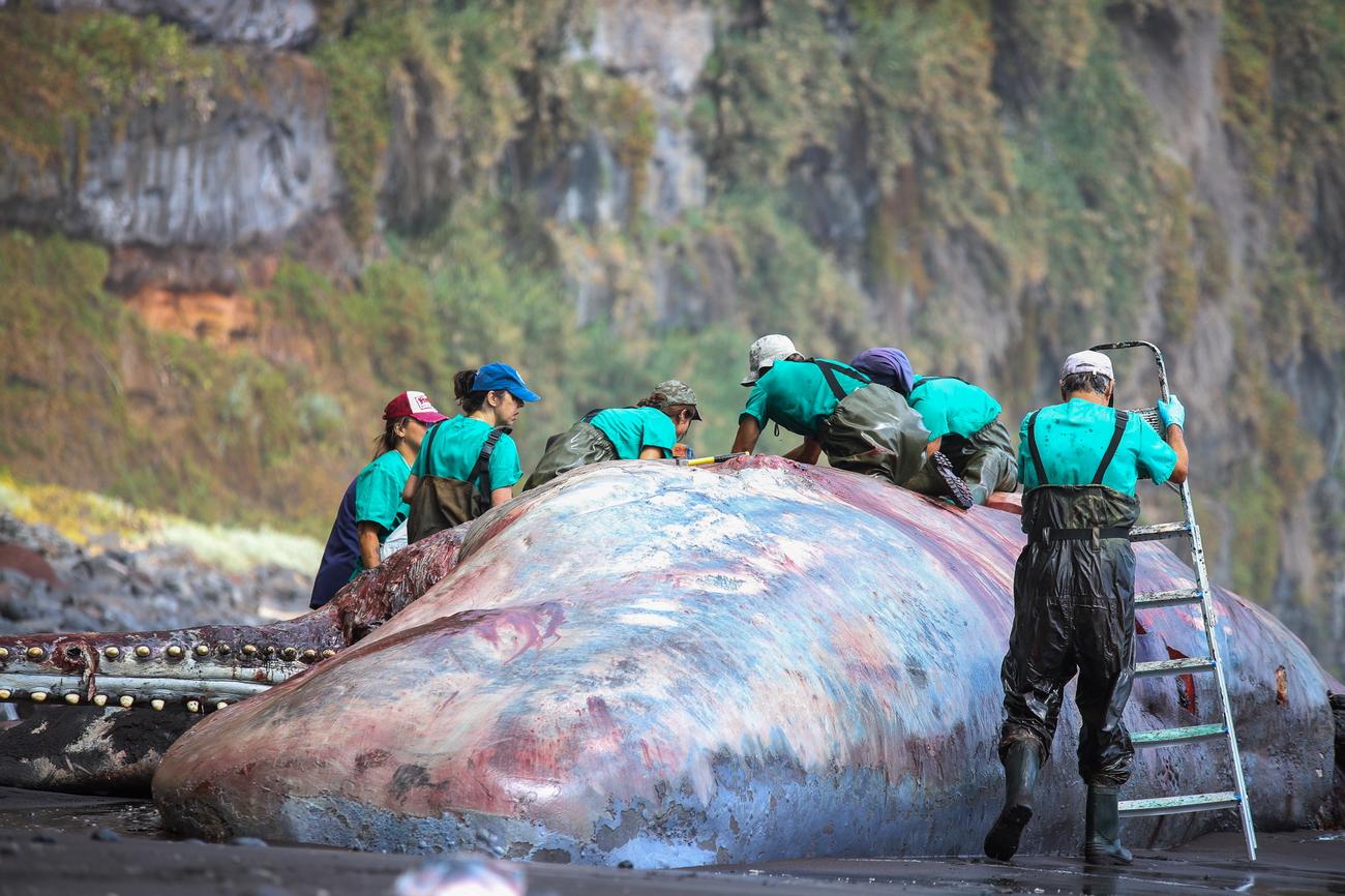 „SVETI GRAL“ ZA PROIZVOĐAČE PARFEMA Naučnik u telu nasukanog kita pronašao „plutajuće zlato“ vredno 500.000 evra (FOTO)