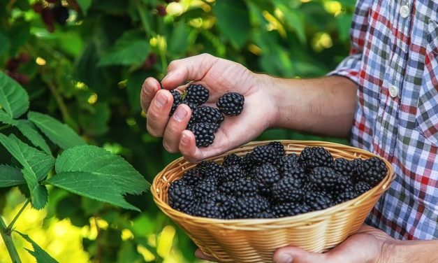 Deset važnih razloga da pojedete šaku kupina: Dobre su i prerađene