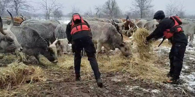 Sprema se evakuacija: Kreće spašavanje konja i krava kod Krčedinske ade