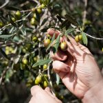 Zimski užici bez kompromisa – kako maslinovo ulje obogaćuje svakodnevnu ishranu