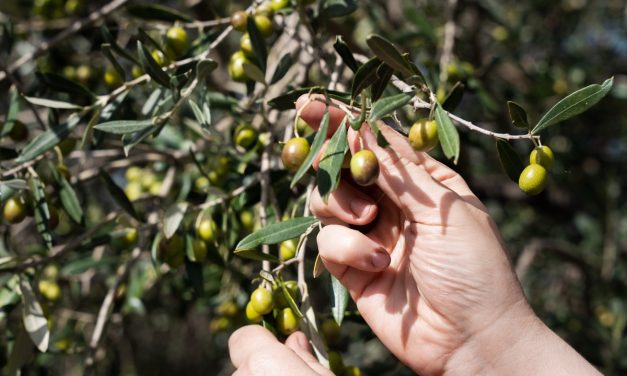 Zimski užici bez kompromisa – kako maslinovo ulje obogaćuje svakodnevnu ishranu